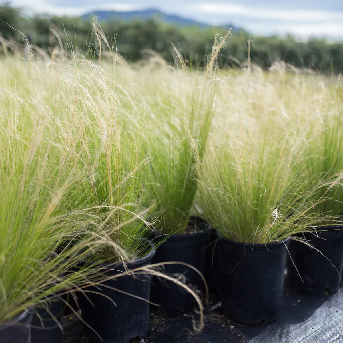 Mexican Feather Grass