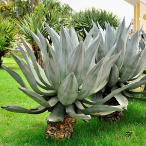 Weber Agave